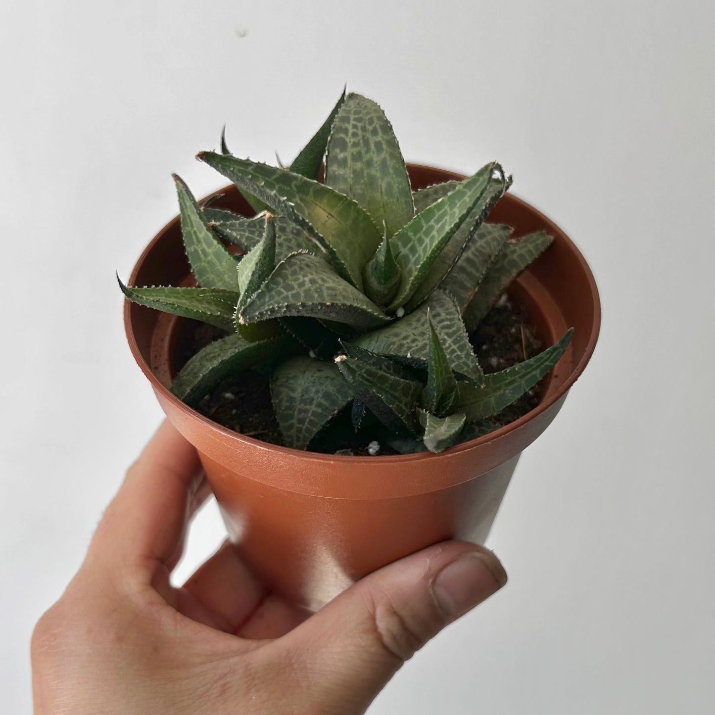 Haworthia venosa 4”pot