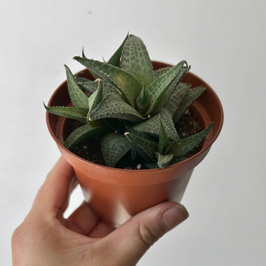 Haworthia venosa 4”pot
