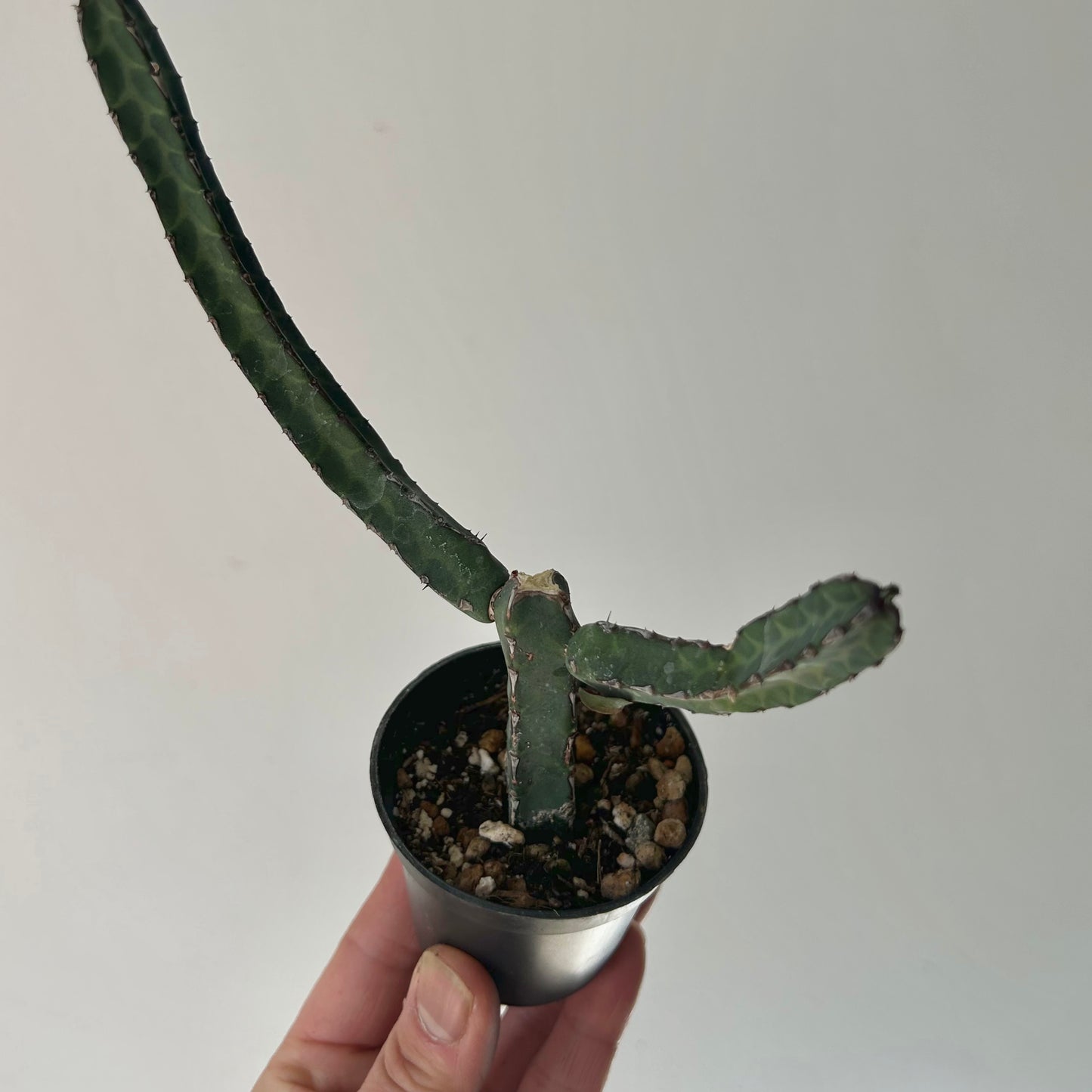 Euphorbia heterochroma 2.5” pot
