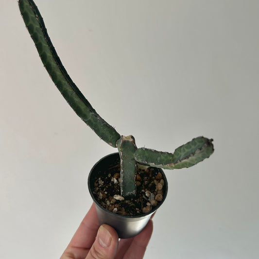 Euphorbia heterochroma 2.5” pot