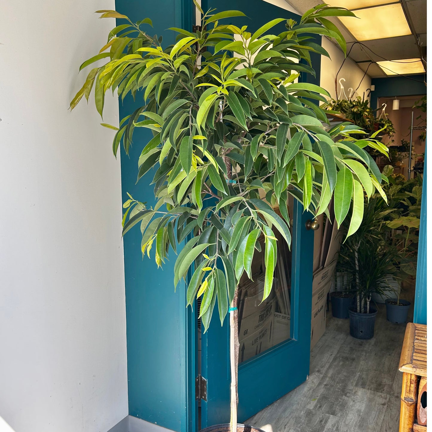 Ficus ‘Amstel King’ 6 ft+ tall 14” pot
