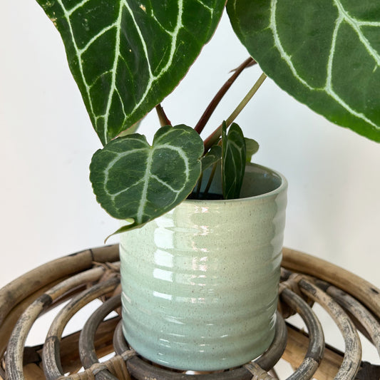 ROUX Decorative Ceramic Pot (Pastel Green w. Speckled glaze) 4”x4”