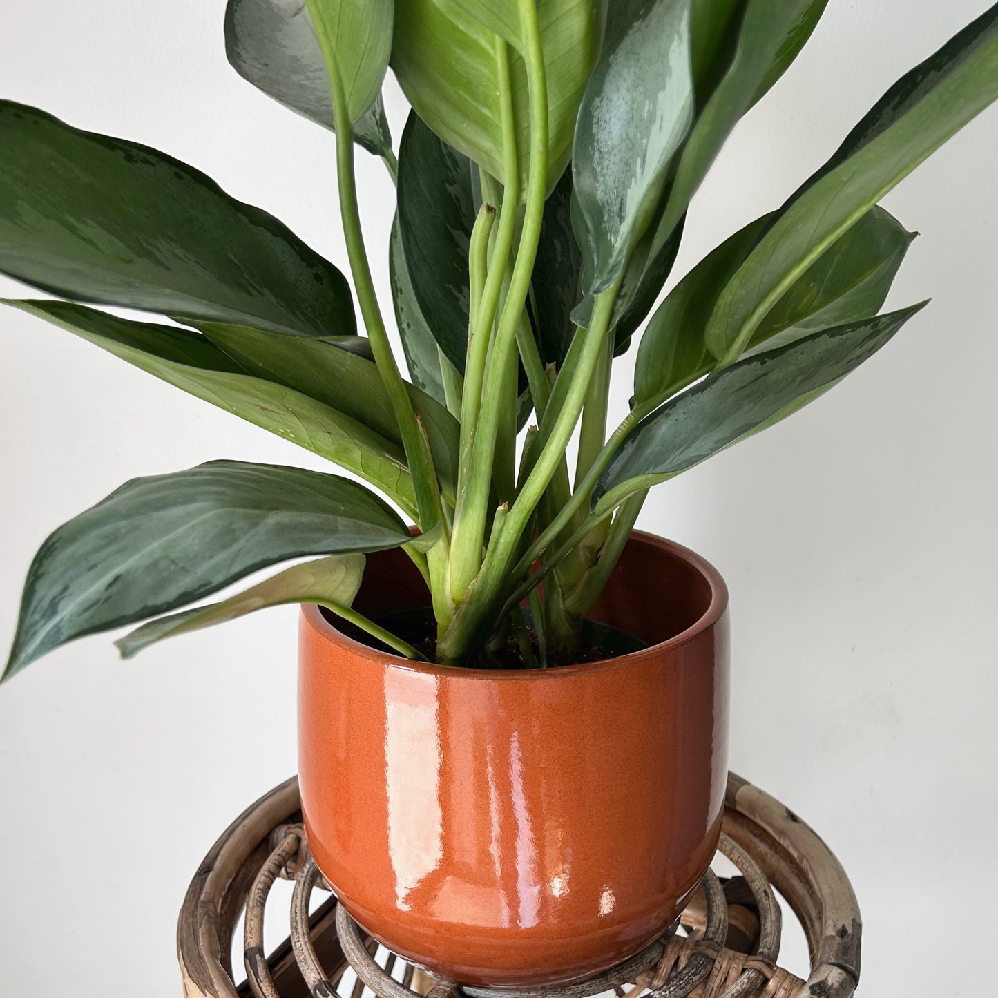 SIENNA decorative glossy ceramic pot (6.5”x6.25”)