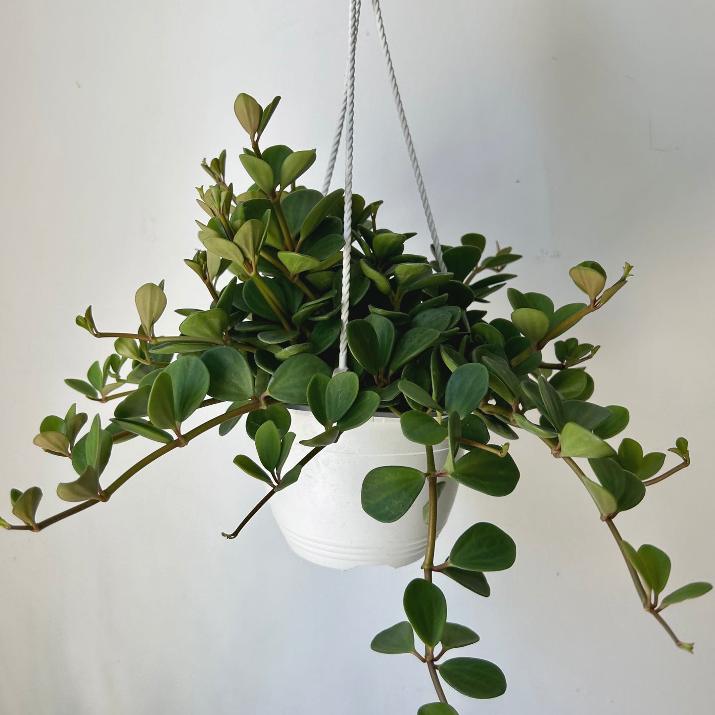Peperomia "Hope" 8”hanging basket