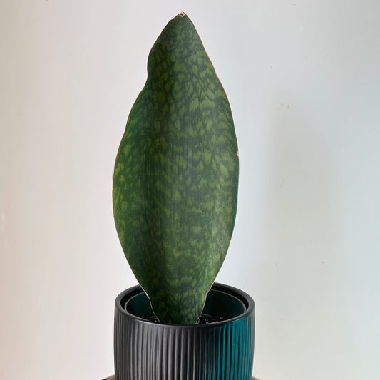 Sansevieria “Whale Fin” 6”pot