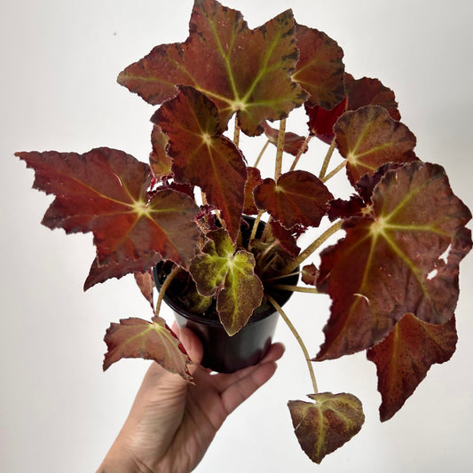 Begonia Rex 4” pot