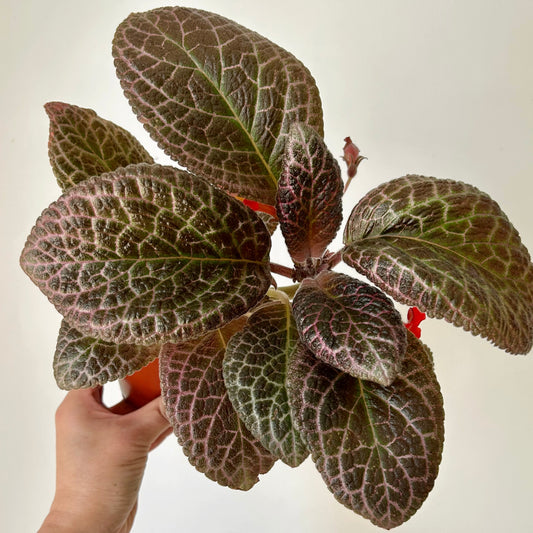 Episcia “Country Kitten” 4”pot