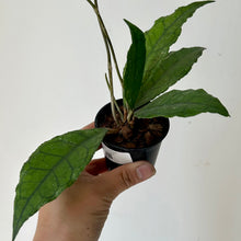 Load image into Gallery viewer, Hoya Finlaysonii  2.75 pot
