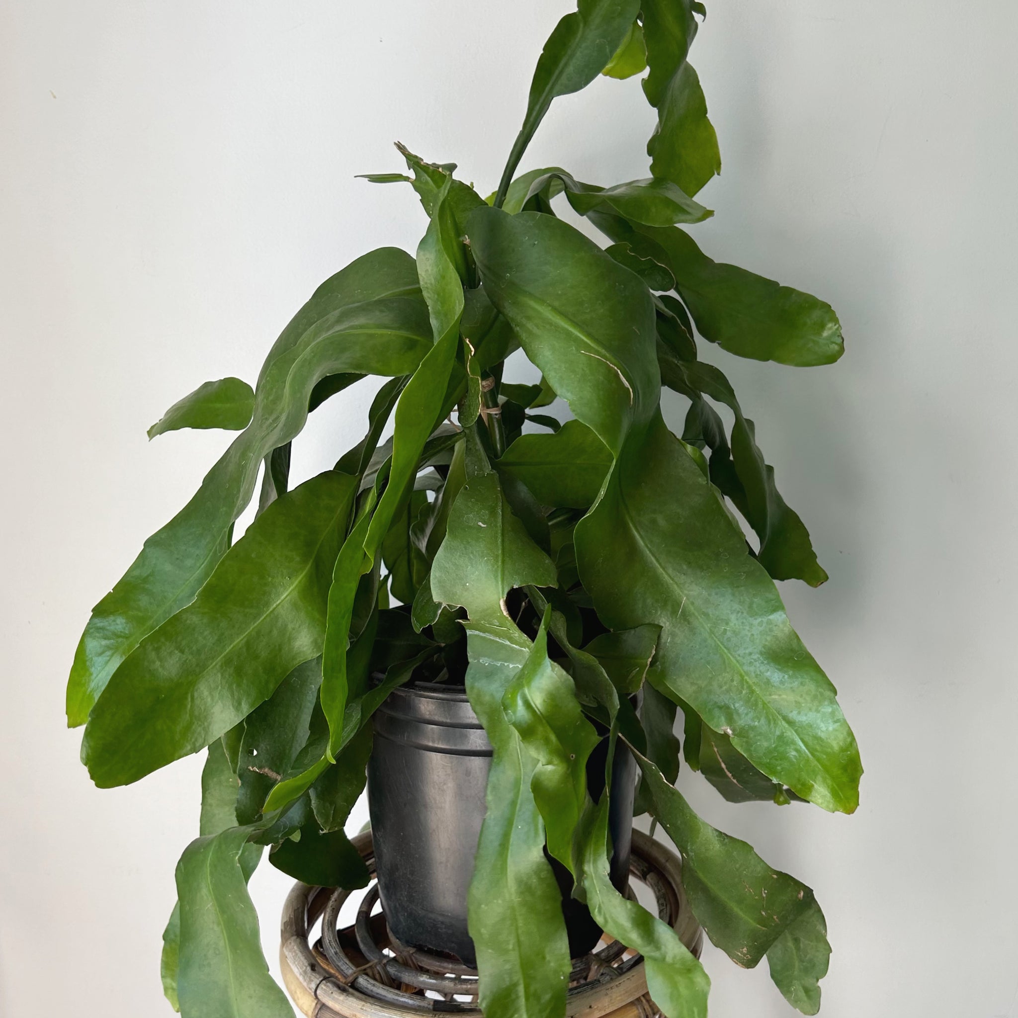 QueenoftheNight Jungle Cactus(Epiphyllum Oxypetalum) 10”pot House