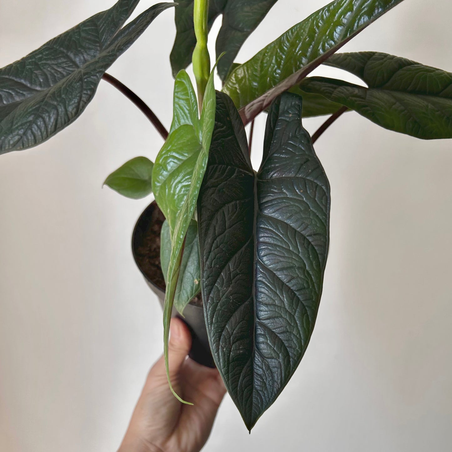 Alocasia scalprum 6” pot