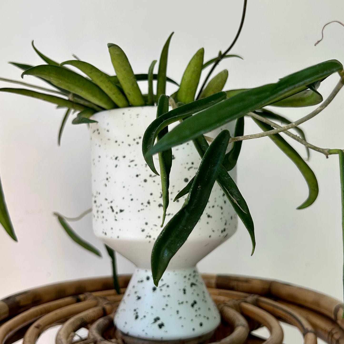 Hoya Shepherdii 4”pot