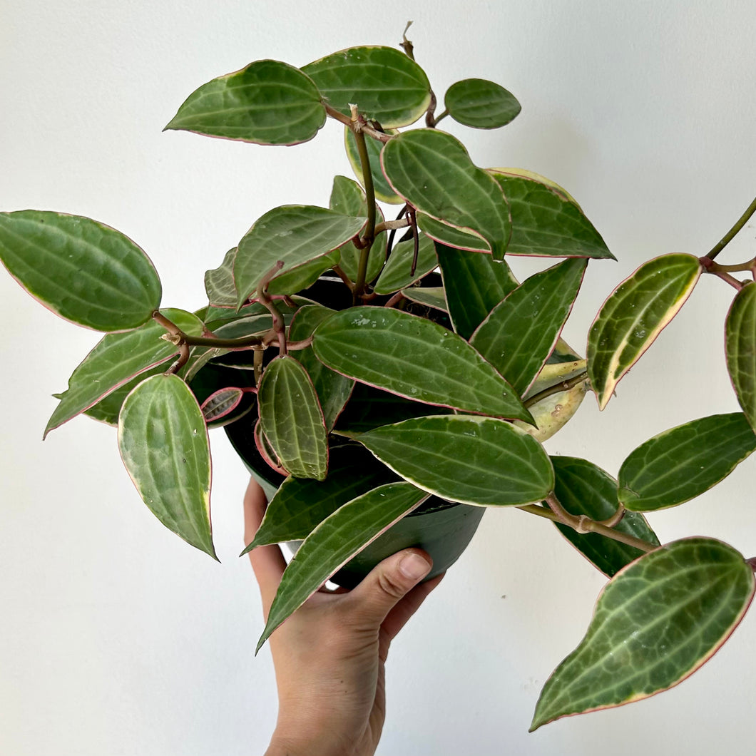 Hoya Macrophylla 6” pot