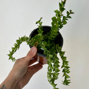 Dischidia “Million Hearts” Ruscifolia Green  4” pot