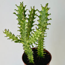 Load image into Gallery viewer, Euphorbia trigonia variegated and decorative pot (5&quot;X5&quot;)
