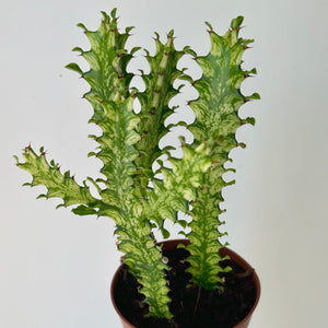 Euphorbia trigonia variegated and decorative pot (5"X5")