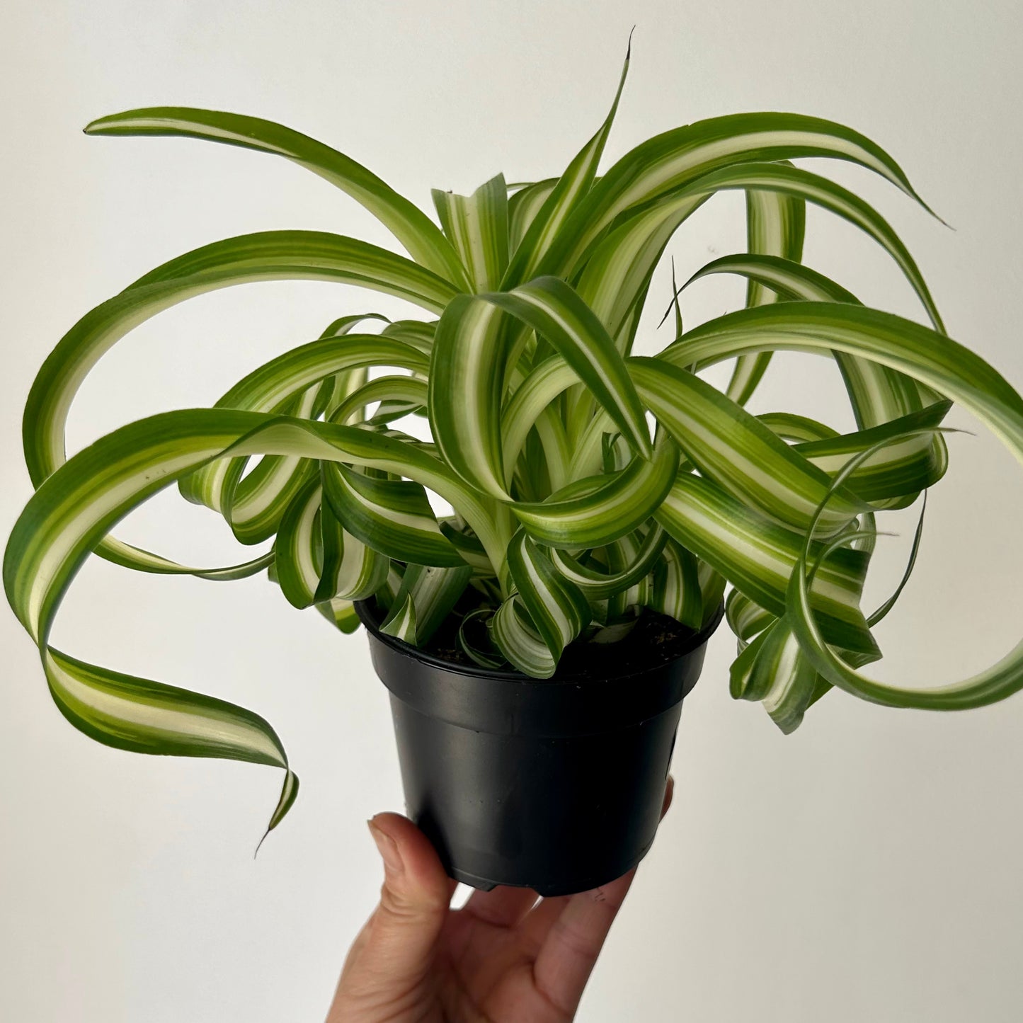 Curly Spider Plant (Chlorophytum Comosum) 3.5"”pot