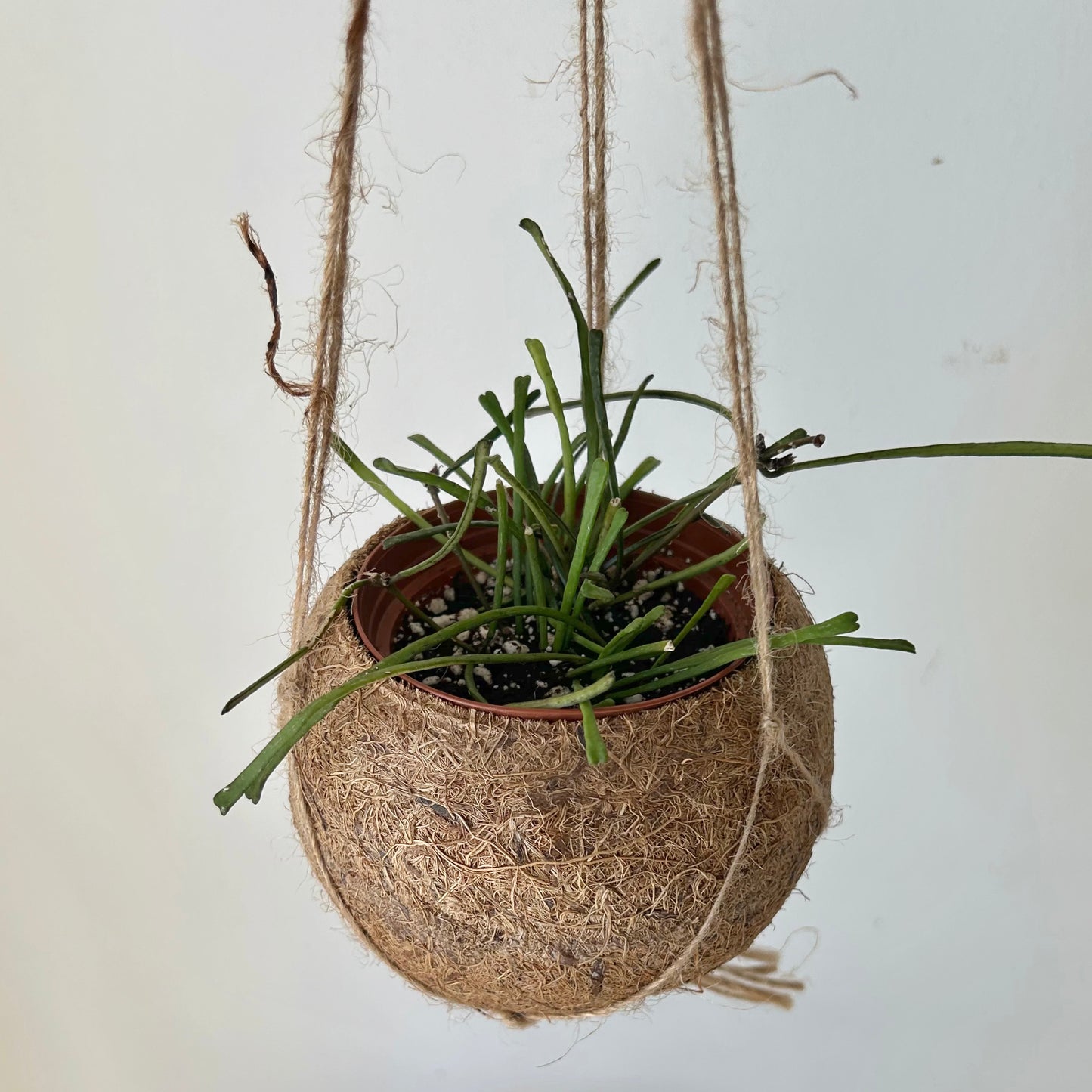 Suspended Kokedama Sphere (Plant included)