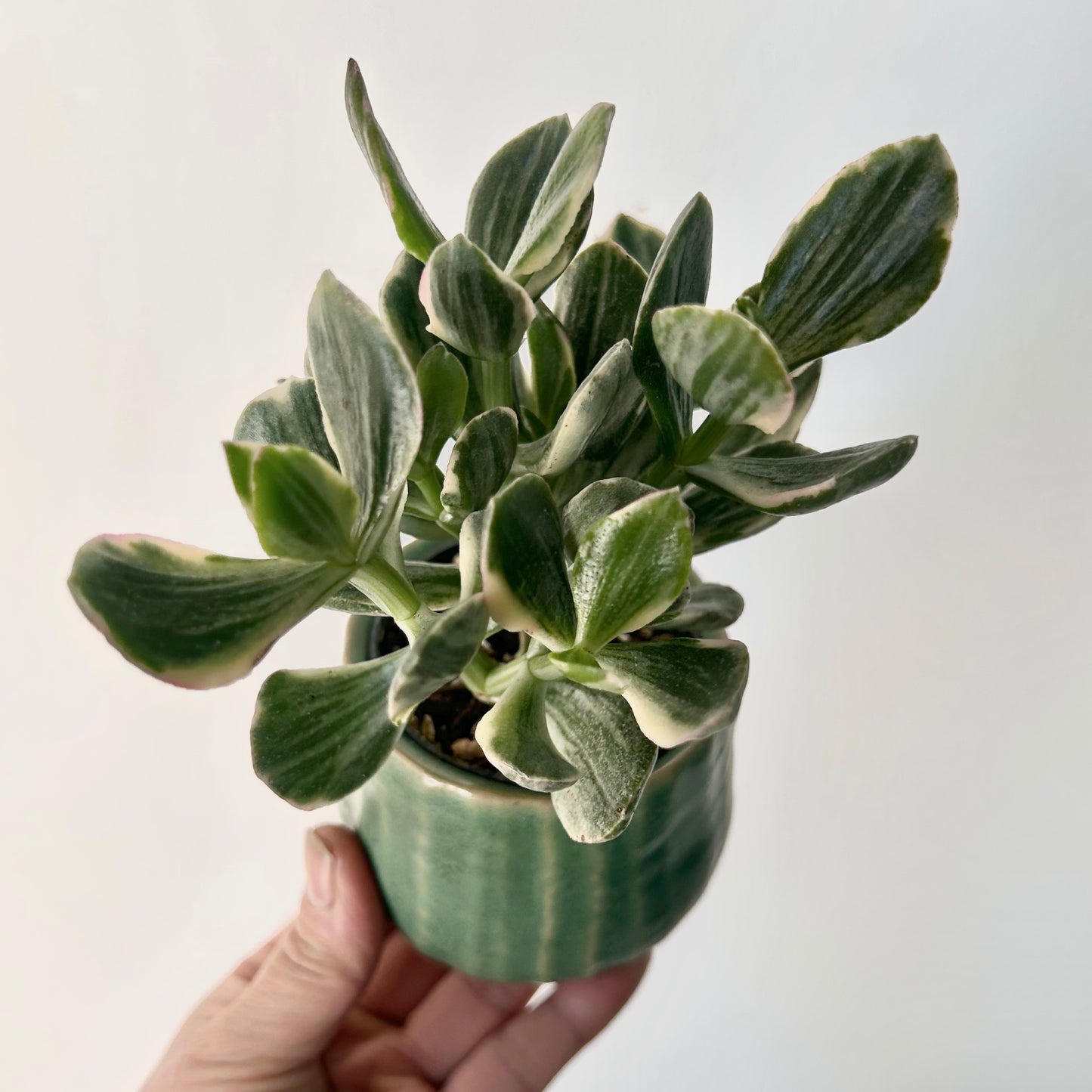 Variegated Jade Succulent (Crassula ovata Tricolour) 2.5”pot