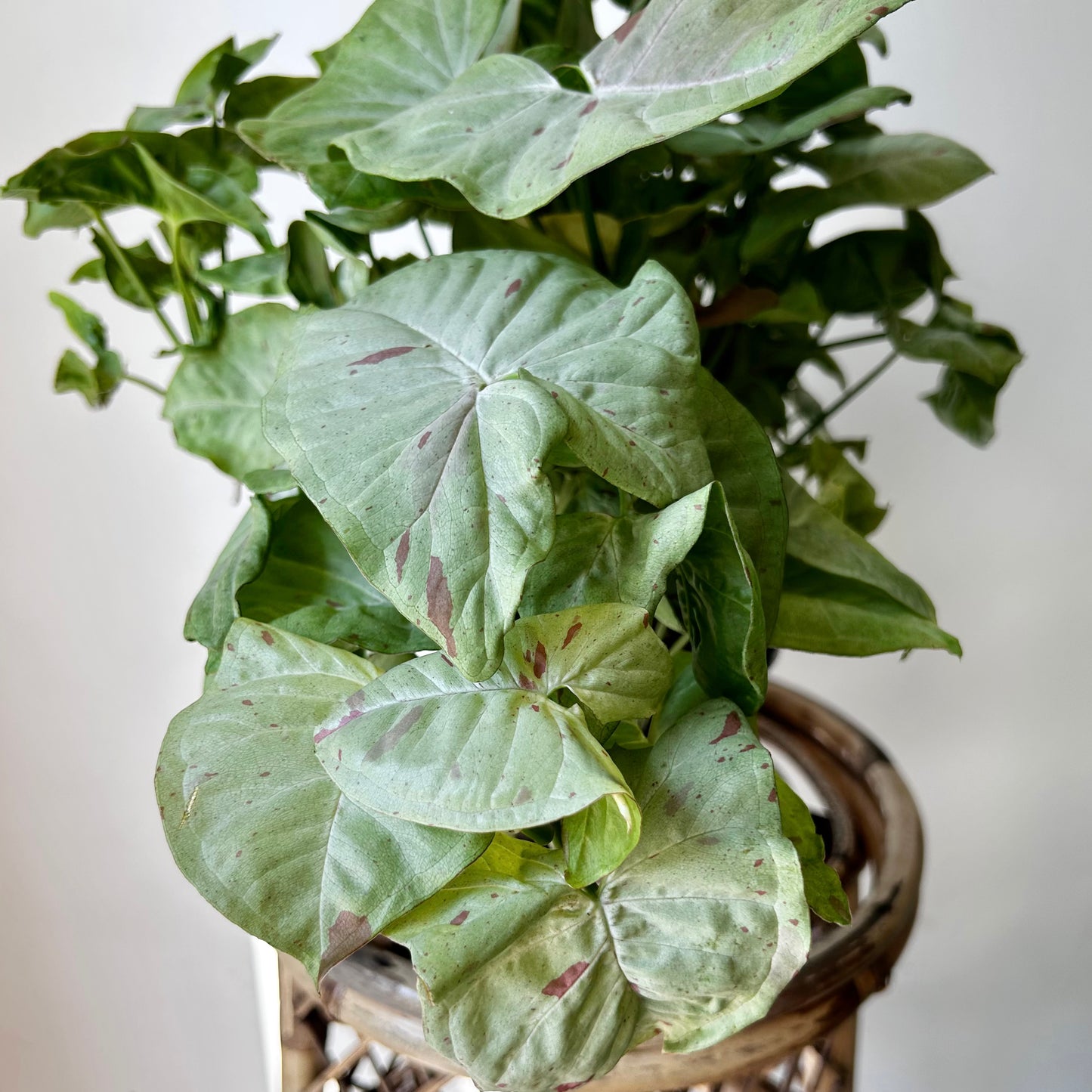 Syngonium ‘Milk Confetti’ 6” pot