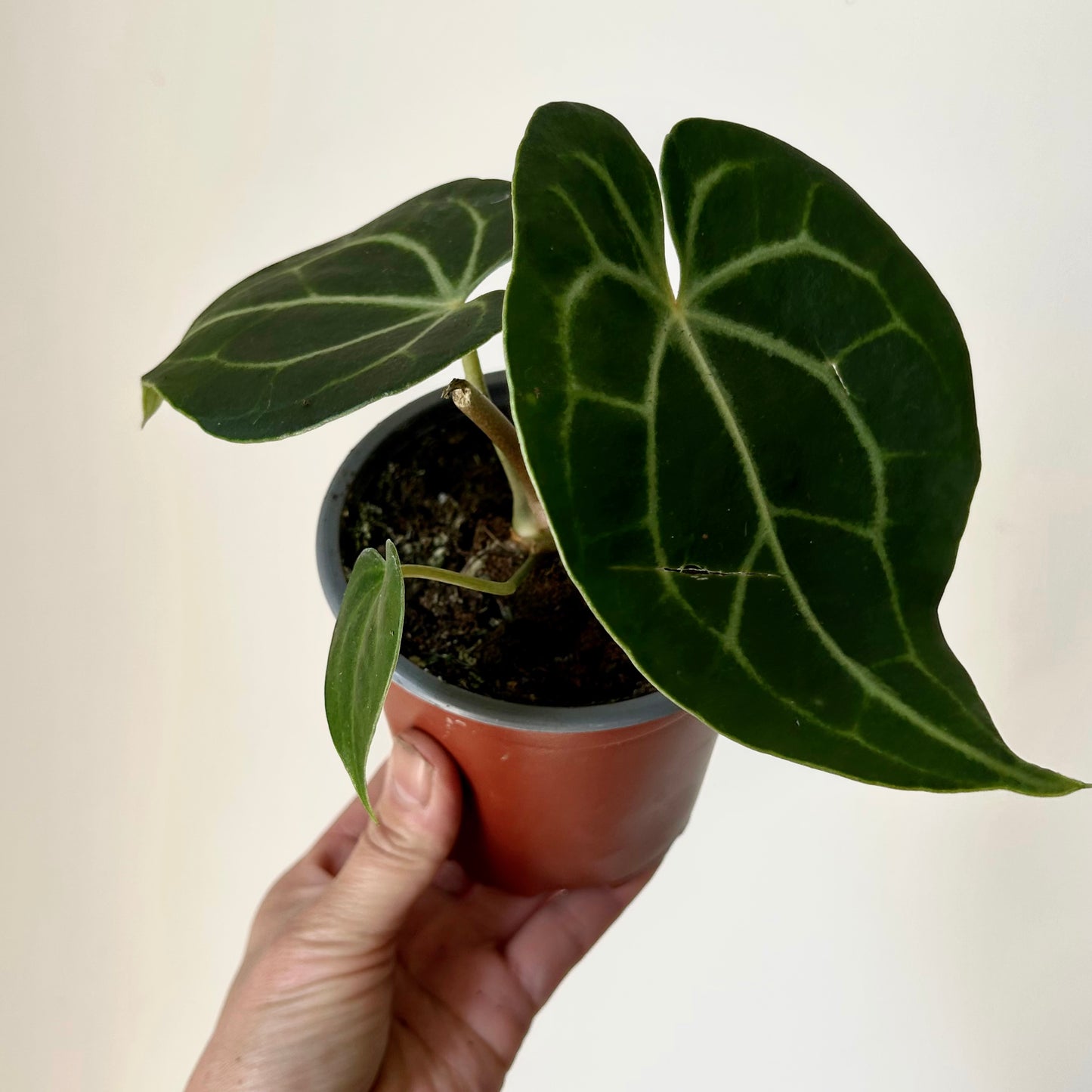 Anthurium Clarinervium 4”pot