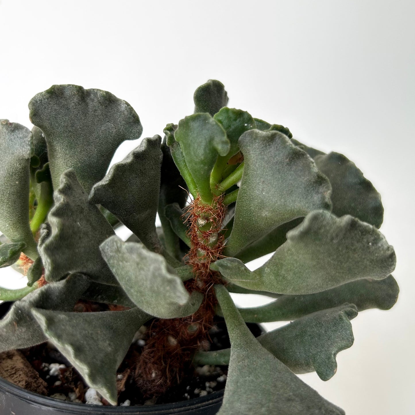 Crinkle-Leaf Adromischus Cristatus 3”pot