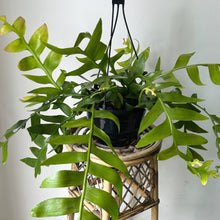 Load image into Gallery viewer, Fernleaf Orchid Cactus (selenicereus chrysocardium ) 8” hanging basket
