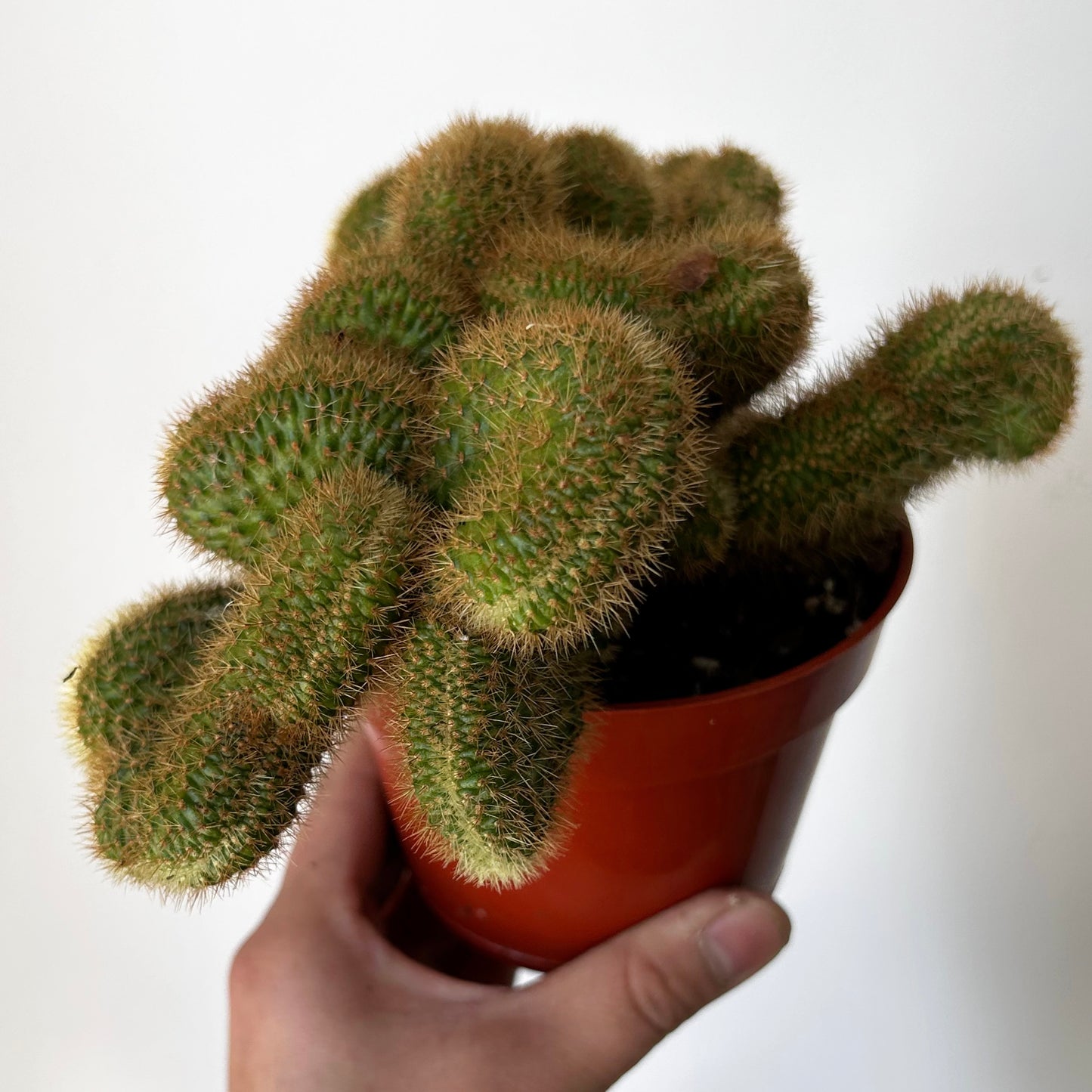 Crested Golden Rat Tail Cactus (Cleistocactus winteri cristata) 4” pot