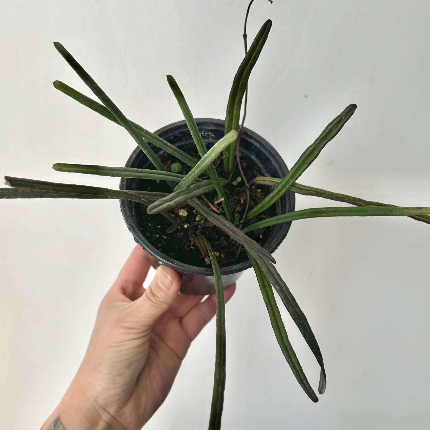 Hoya insularis 4” pot