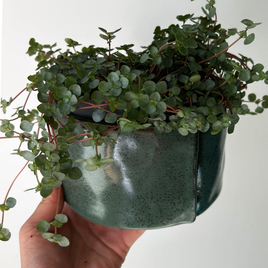 GREER Decorative Shallow Ceramic Pot  (5.5”x3.5)