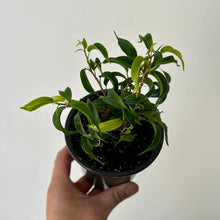 Load image into Gallery viewer, Ficus Benjamina (Small-Leaf) 3.5” pot
