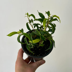 Ficus Benjamina (Small-Leaf) 3.5” pot