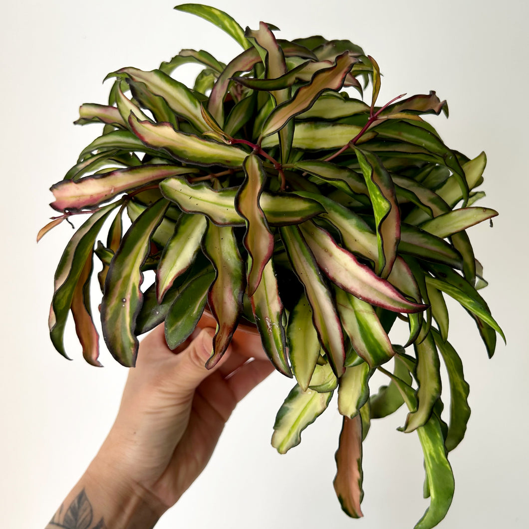 Hoya wayettii variegata 6”hanging basket