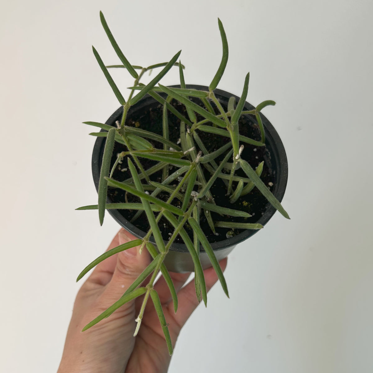 Hoya lineris 4”pot