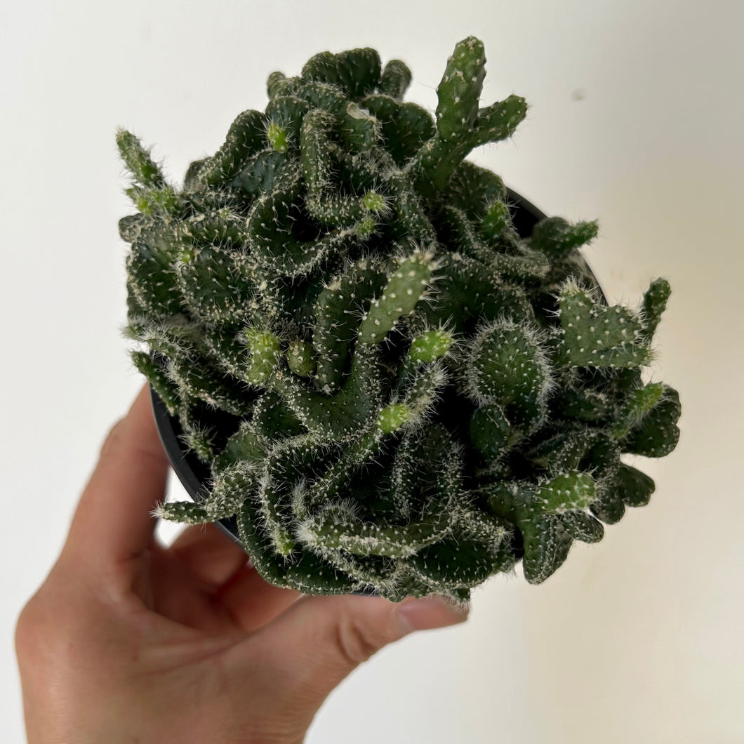 Crested Opuntia Tuna 3.5” pot