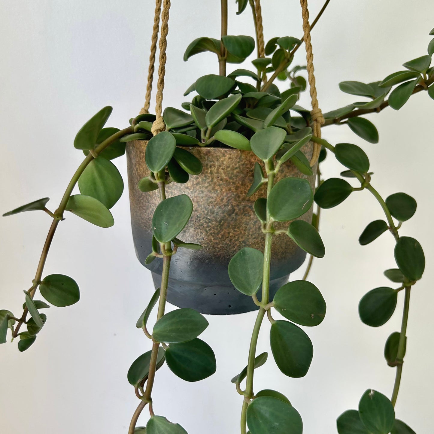 Oceania Hanging Decorative Planter (5”X6”)