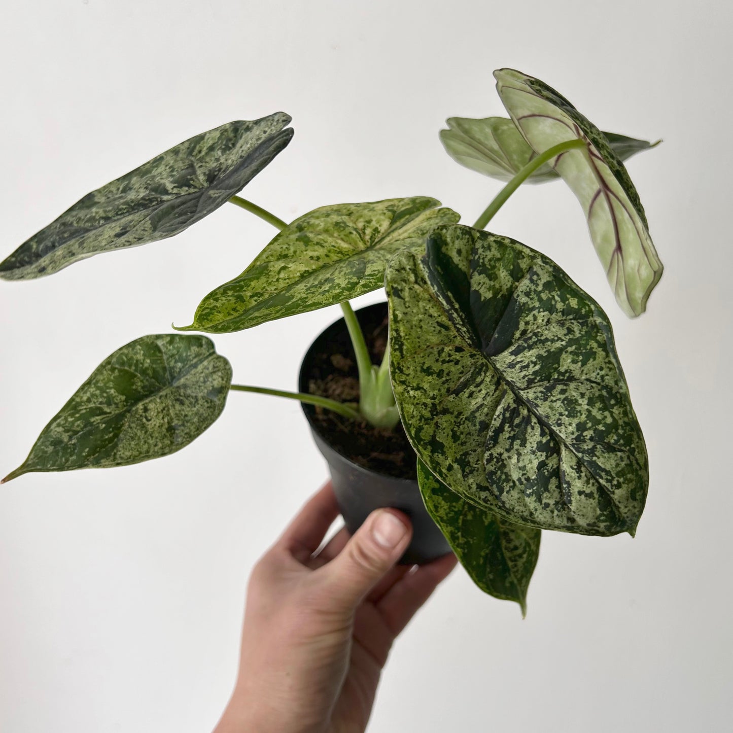 Variegated Mint Alocasia "Dragon Scale" 4” pot