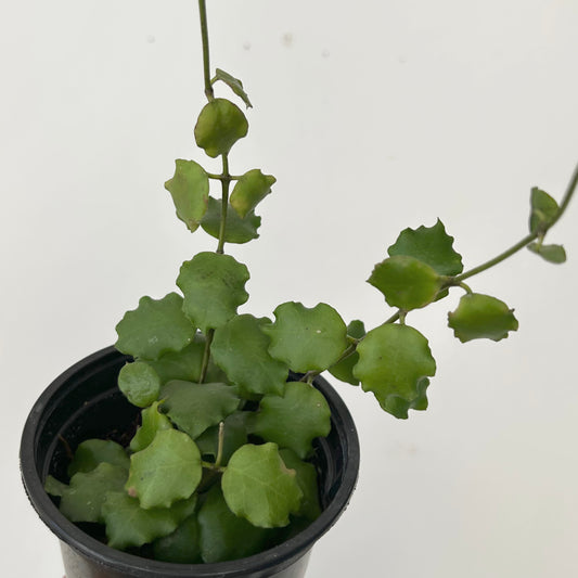 Hoya Endauensis 4”pot