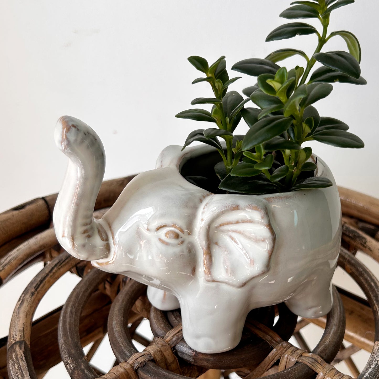 ELEPHANT Decorative Ceramic Pot (3”x3”)