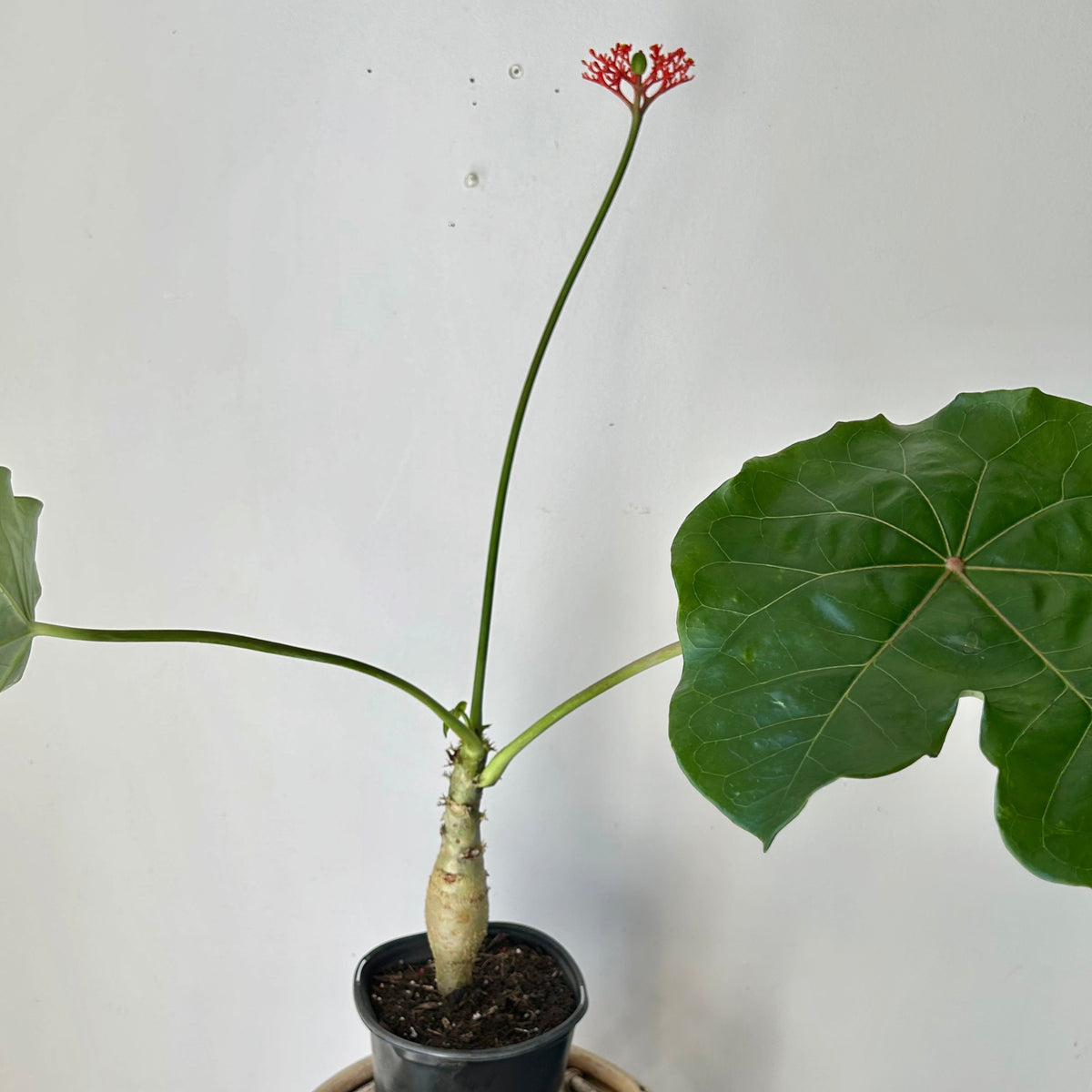 Buddha Belly Plant (Jatropha podagrica) 6” pot