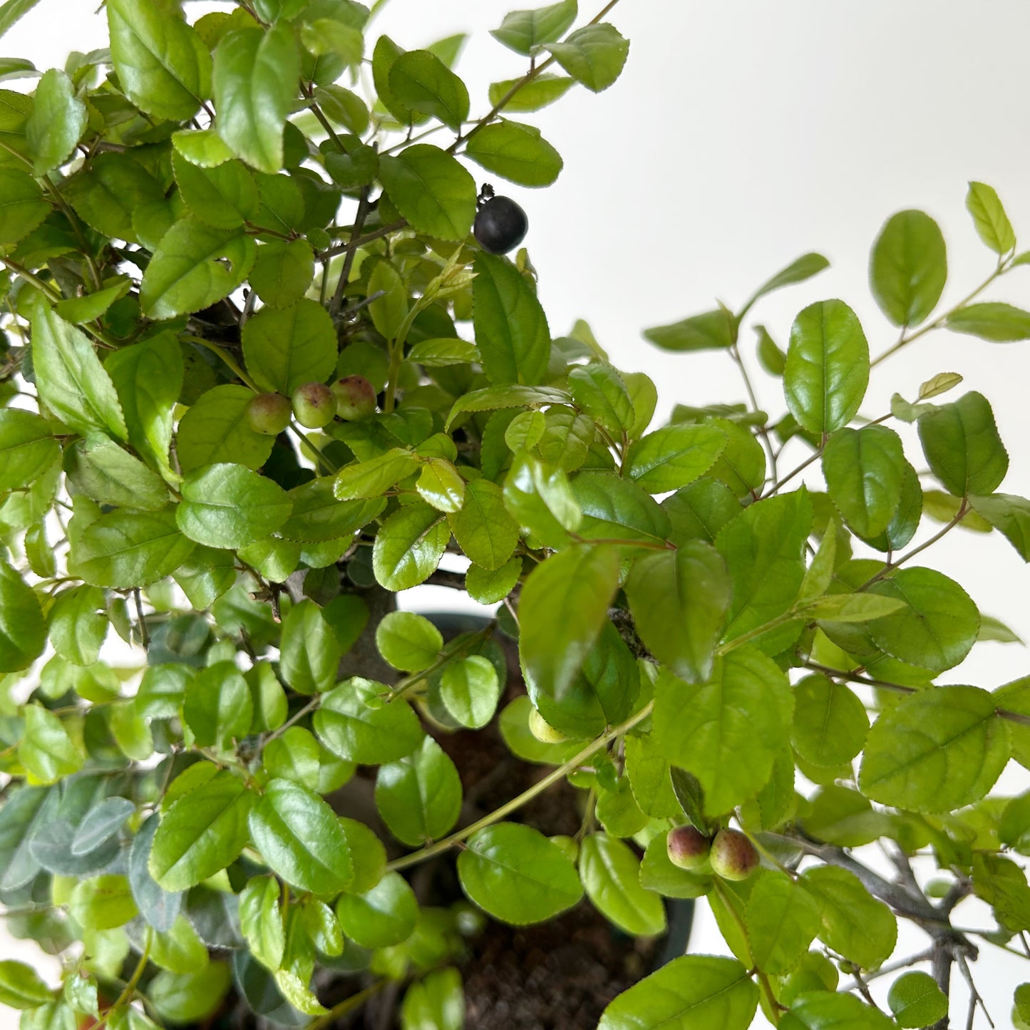 Bonsai Styled "Chinese Sweet Plum" (Sageretia) 6” pot