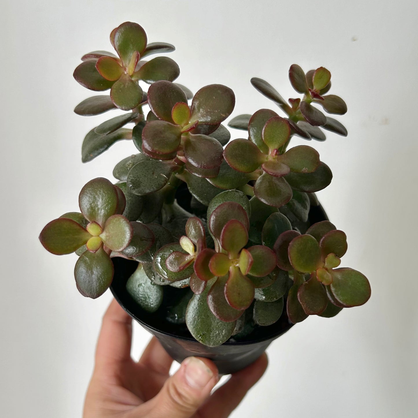 Jade Succulent (Crassula ovata Minima) 4” pot