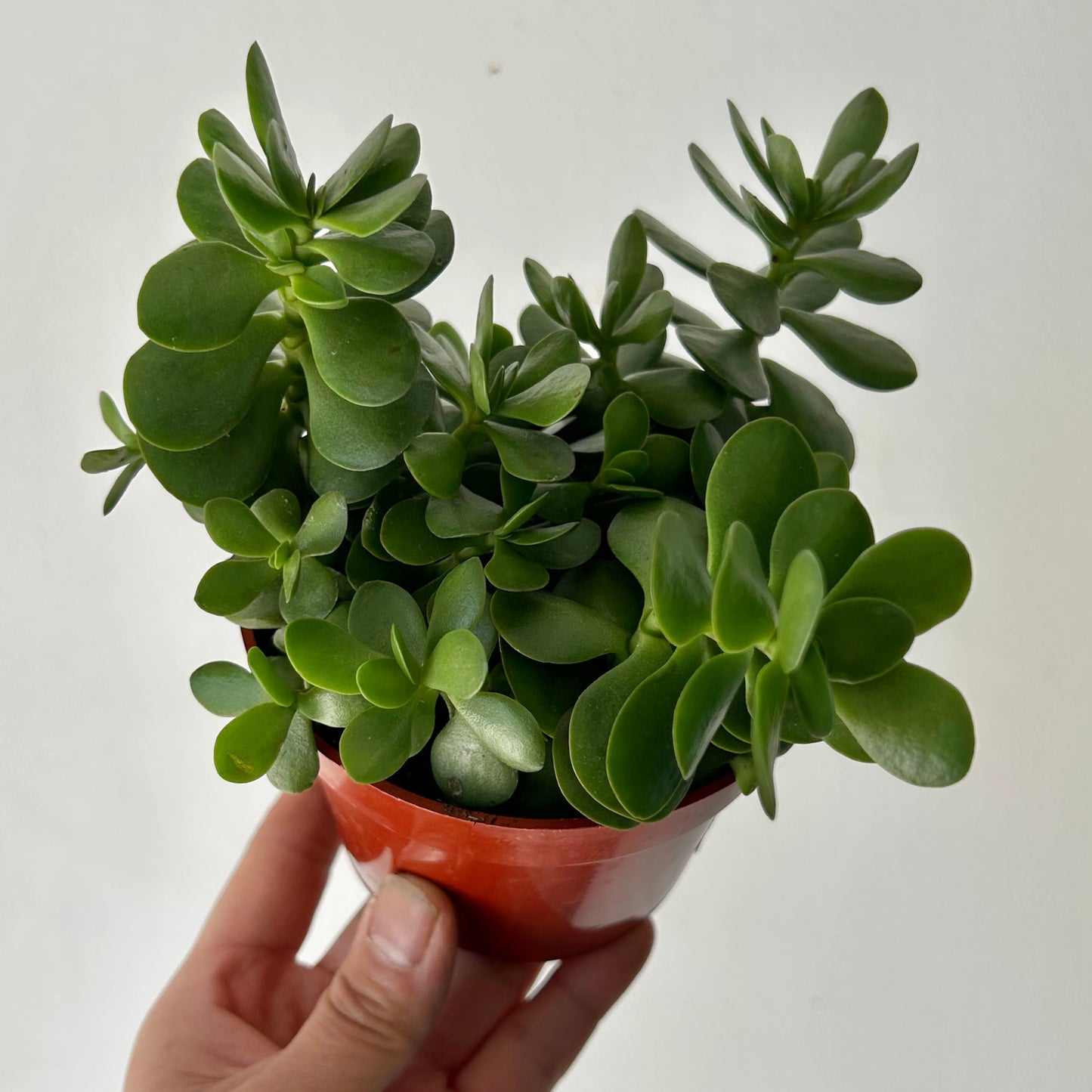 Portulaca molokiniensis 4”pot