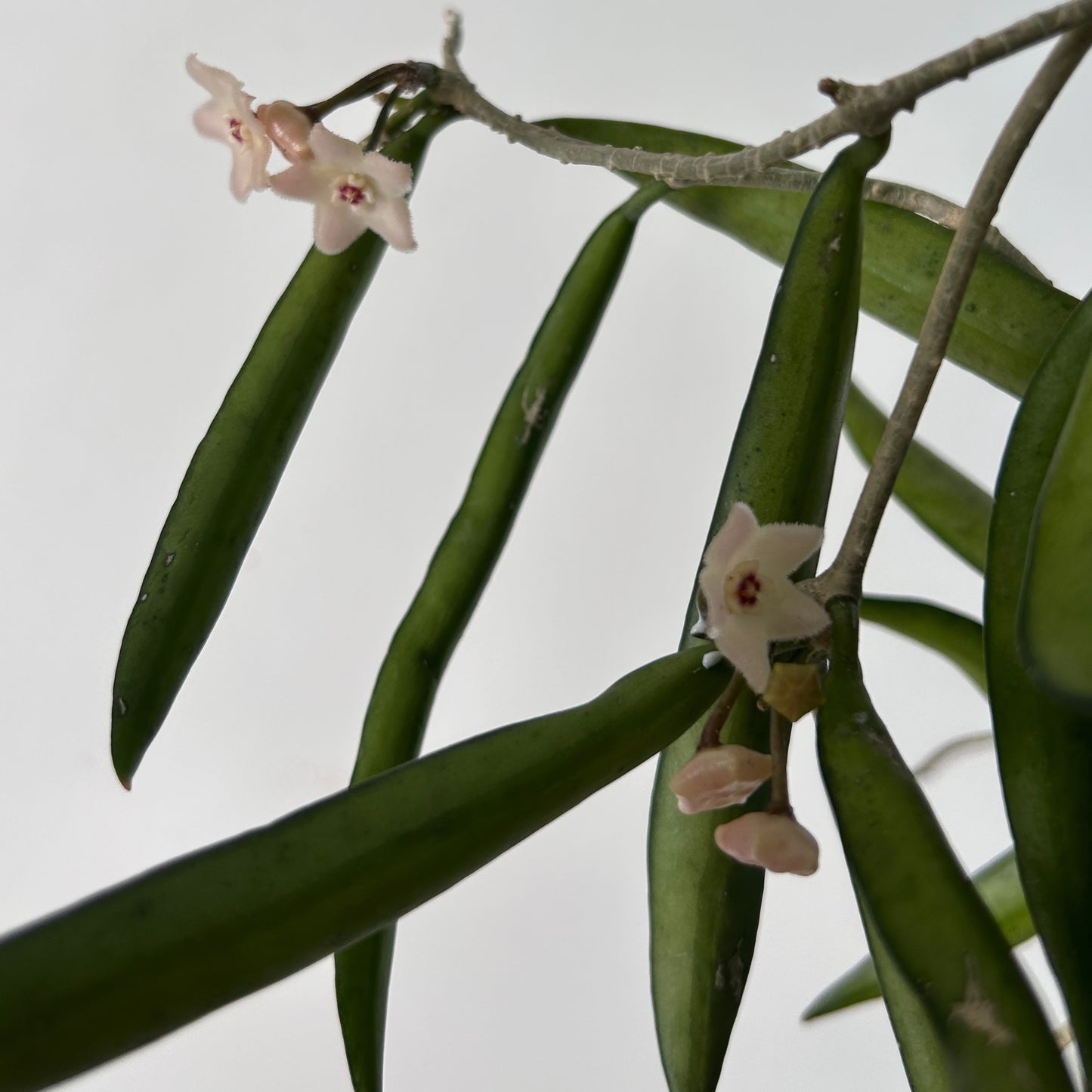 Hoya Shepherdii 4”pot
