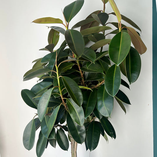 Ficus Elastica “Melany”approximately 5ft tall in 14”pot