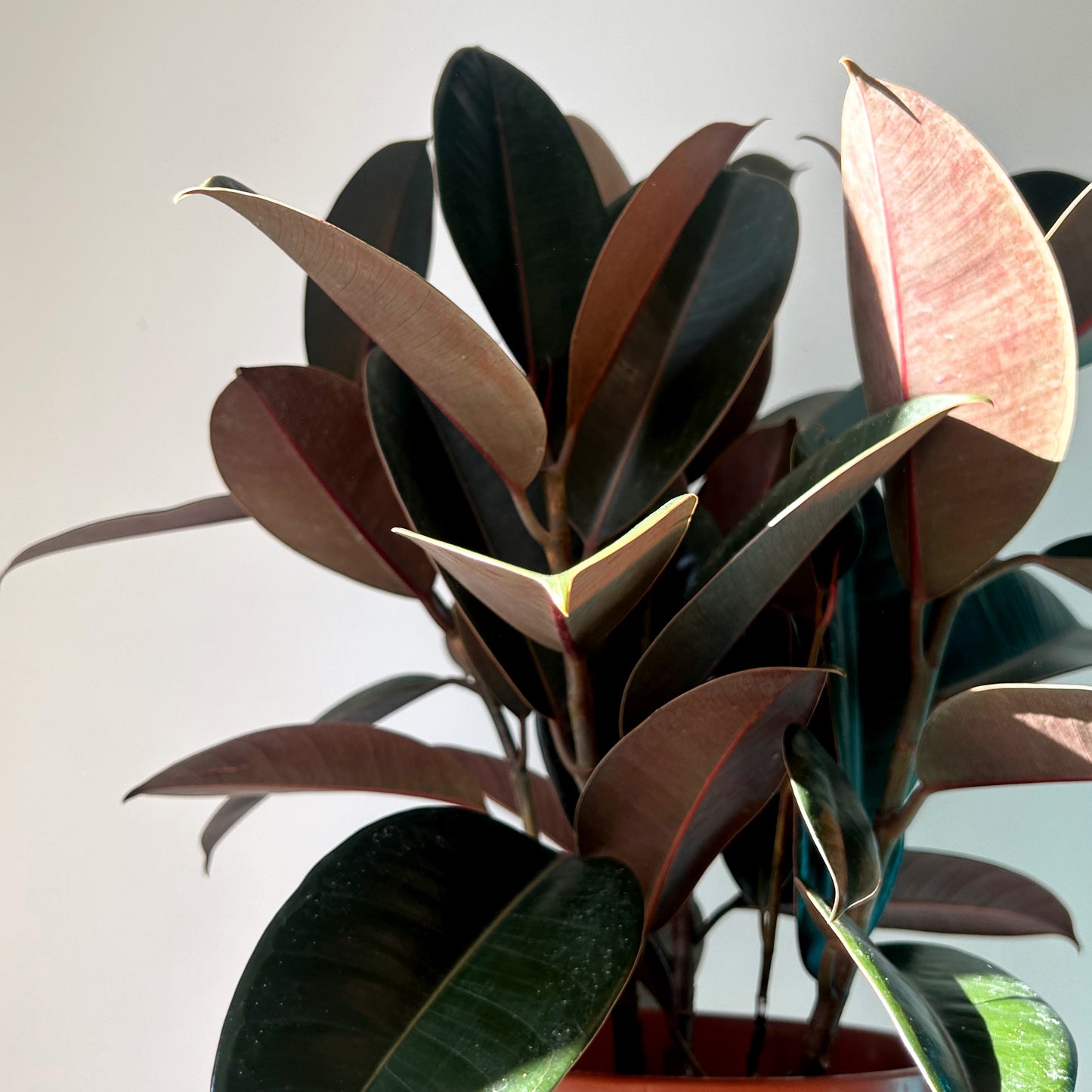 Burgundy Rubber Fig  (Ficus Elastica) approximately 3.5ft tall in 10”pot