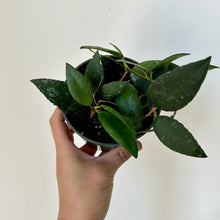 Load image into Gallery viewer, Hoya Caudata Sumatra  4&quot; pot
