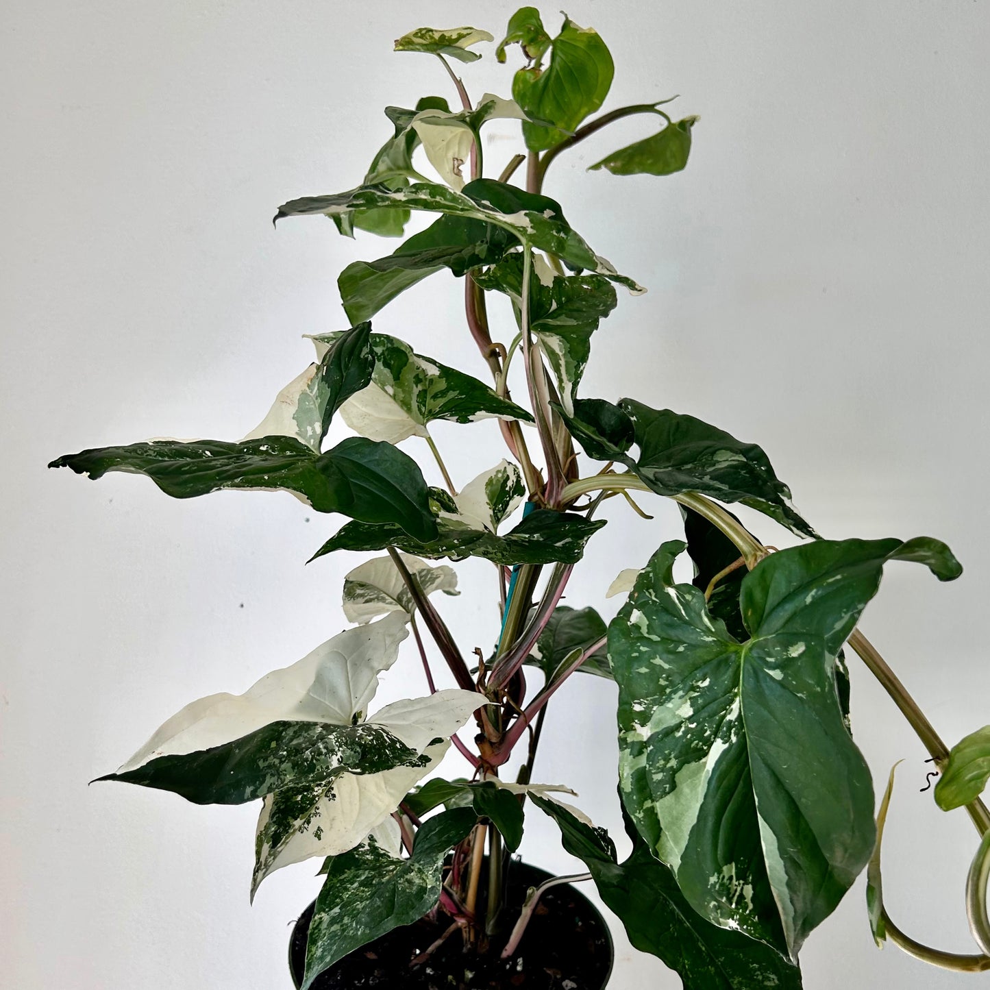 Variegated Syngonium Podophyllum Albo 6” pot