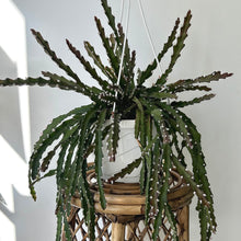 Load image into Gallery viewer, Hurricane Cactus ( Lepismium) 8” hanging basket
