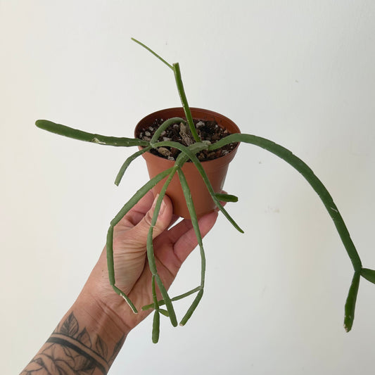 Rhipsalis micrantha 3”pot