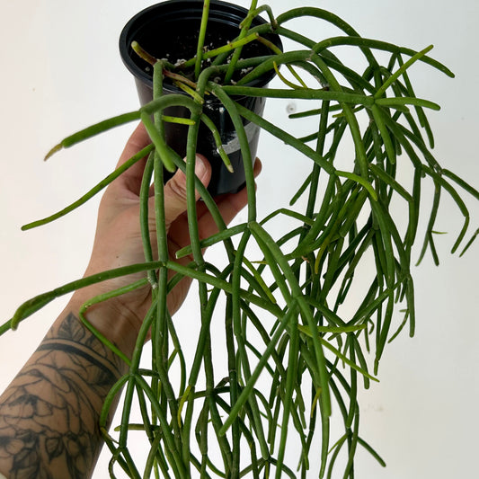 Rhipsalis baccifera 3.5” pot